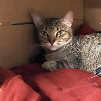 Bubbles -  Domestic Short Hair Cat for Adoption in Des Moines, Iowa - Bubbles | PetCurious