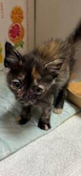 Jelly -  Domestic Short Hair Cat for Adoption in Honolulu, Hawaii - Jelly | PetCurious