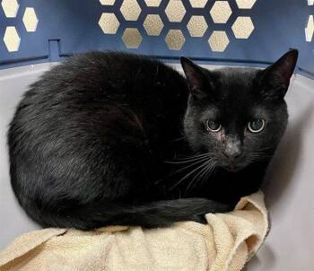 BO -  Domestic Short Hair Cat for Adoption in Clyde, North Carolina - BO | PetCurious