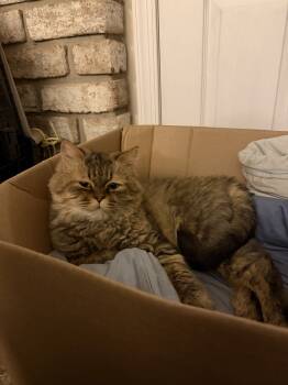 Rescue Maine Coon and Domestic Long Hair Cats for Adoption in Vienna, Virginia - Habibi | PetCurious