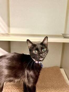Domestic Short Hair Cats Available for Adoption - Boo  | PetCurious