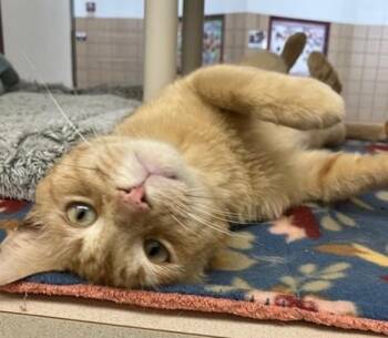 Domestic Short Hair Cats Available for Adoption in Springfield, Massachusetts - OSCAR | PetCurious