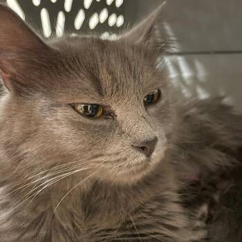 Daisy -  Domestic Medium Hair and Nebelung Cat for Adoption in Grand Rapids, Minnesota - Daisy | PetCurious