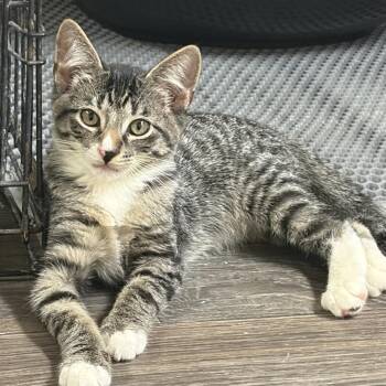 Gino -  Domestic Short Hair Cat for Adoption in Panama City, Florida - Gino | PetCurious