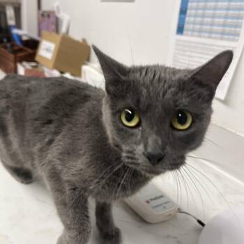 Domestic Short Hair Cats Available for Adoption in St. Louis, Missouri - Sunny Jane | PetCurious