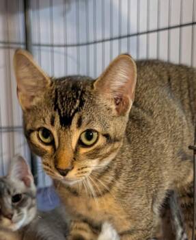 Georgie -  Domestic Short Hair Cat for Adoption in Pompano Beach, Florida - Georgie | PetCurious