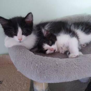 Domestic Short Hair Cats Available for Adoption in South Elgin, Illinois - Luffy | PetCurious
