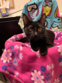 Rylee -  Domestic Short Hair Cat for Adoption in Mission Viejo, California - Rylee | PetCurious