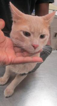 Milo (624) -  Domestic Short Hair Cat for Adoption in Marietta, Georgia - Milo (624) | PetCurious