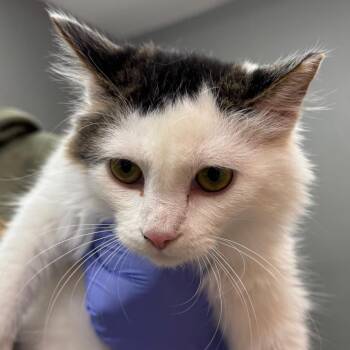 Bazinga -  Domestic Medium Hair Cat for Adoption in Salt Lake City, Utah - Bazinga | PetCurious