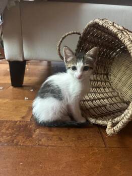 Rescue Domestic Short Hair Cats for Adoption in Oceanside, California - Lilly | PetCurious