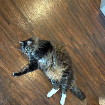 Domestic Long Hair Cats Available for Adoption - Kyjo | PetCurious