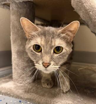 Grey -  Domestic Short Hair Cat for Adoption in Yankton, South Dakota - Grey | PetCurious