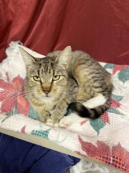 Rescue Domestic Short Hair Cats for Adoption in Modesto, California - A603723 | PetCurious