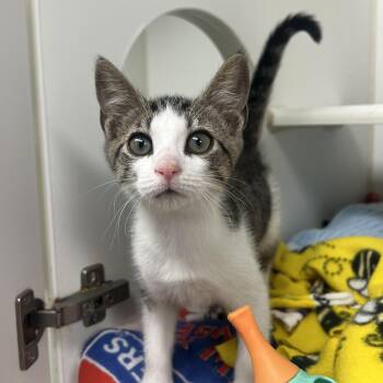 Yippy -  Domestic Short Hair Cat for Adoption in Reisterstown, Maryland - Yippy | PetCurious