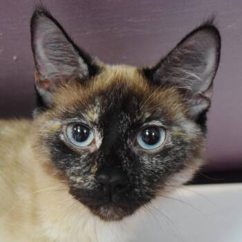 Siamese Cats Available for Adoption in Bulverde, Texas - Chai | PetCurious