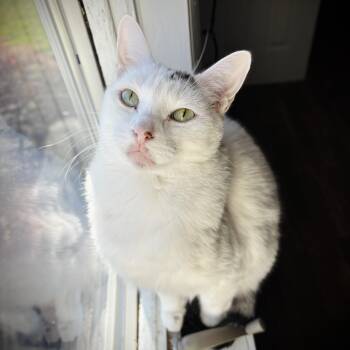 Tommy Zip -  Domestic Short Hair Cat for Adoption in Buffalo, New York - Tommy Zip | PetCurious