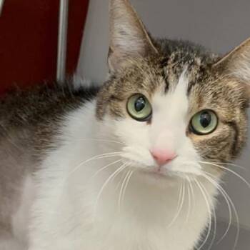 Domestic Short Hair Cats Available for Adoption in Janesville, Wisconsin - Olive | PetCurious