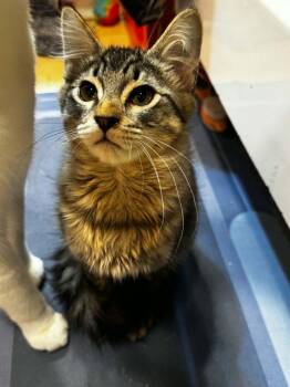 Kuiper -  Tabby Cat for Adoption in Anchorage, Alaska - Kuiper | PetCurious