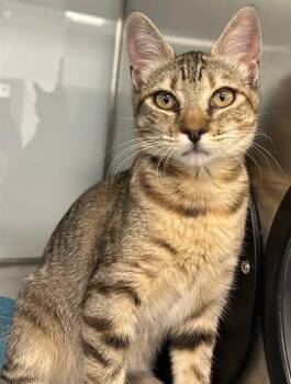 OPAL* -  Domestic Short Hair Cat for Adoption in Santa Cruz, California - OPAL* | PetCurious