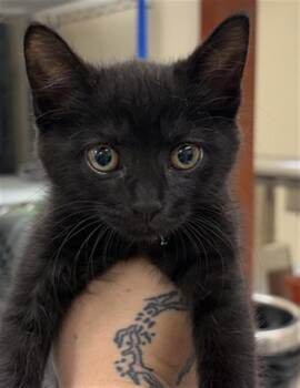 WIGGLE -  Domestic Short Hair Cat for Adoption in Aliquippa, Pennsylvania - WIGGLE | PetCurious