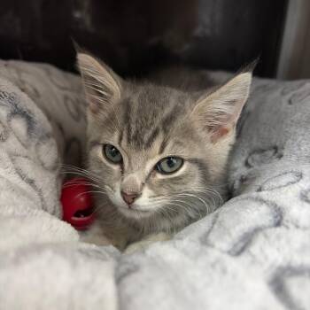 Astro -  Domestic Short Hair Cat Available for Adoption in West Point, Mississippi - Astro | PetCurious