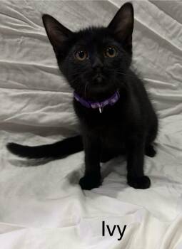 Ivy -  Domestic Short Hair Cat for Adoption in Westland, Michigan - Ivy | PetCurious