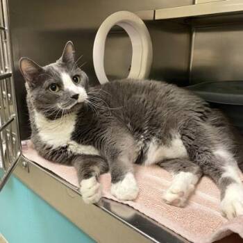Domestic Short Hair Cats Available for Adoption in Richmond, Virginia - Mr Baby | PetCurious