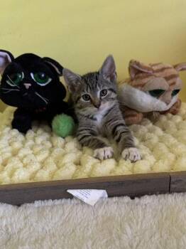 Jasmine -  Domestic Short Hair Cat for Adoption - Jasmine | PetCurious