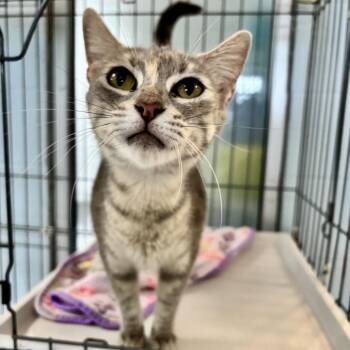 Marsha P Johnson -  Domestic Short Hair Cat for Adoption in Carencro, Louisiana - Marsha P Johnson | PetCurious