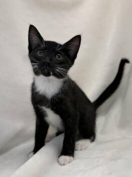Domestic Short Hair and Tuxedo Cats Available for Adoption in Greensboro, North Carolina - Callie | PetCurious