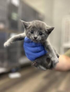 Smokey -  Domestic Short Hair Cat for Adoption in Victorville, California - Smokey | PetCurious