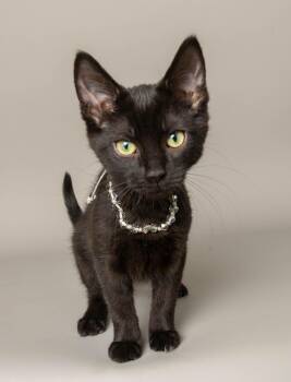 SARA -  Domestic Short Hair Cat for Adoption in Wyandotte, Michigan - SARA | PetCurious