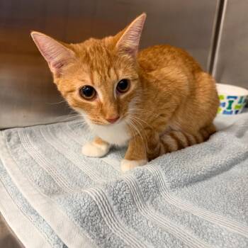 Oui -  Domestic Short Hair Cat for Adoption in Greensboro, North Carolina - Oui | PetCurious