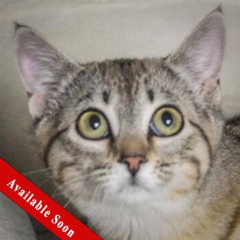 Tabby and Domestic Short Hair Cats Available for Adoption in Huntley, Illinois - Sophie | PetCurious
