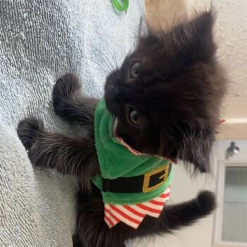 Baby Ruth -  Domestic Long Hair Cat for Adoption in Fresno, California - Baby Ruth | PetCurious