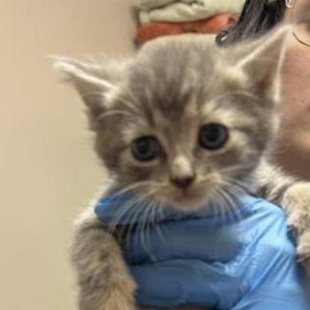 Dilly -  Domestic Short Hair Cat for Adoption in Tempe, Arizona - Dilly | PetCurious
