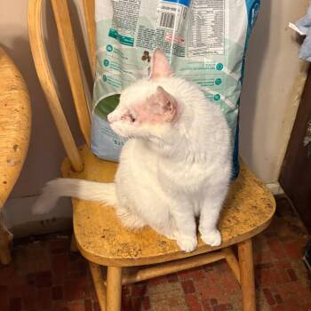 Drew -  Domestic Short Hair Cat for Adoption in Lynchburg, Virginia - Drew | PetCurious