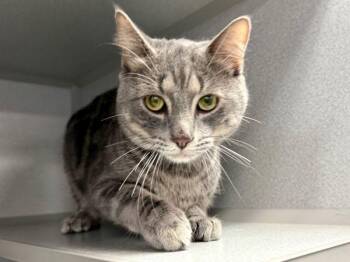 Kemuri -  Domestic Short Hair Cat for Adoption in New York, New York - Kemuri | PetCurious