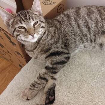 Percy -  Domestic Short Hair Cat for Adoption in Saint Charles, Missouri - Percy | PetCurious