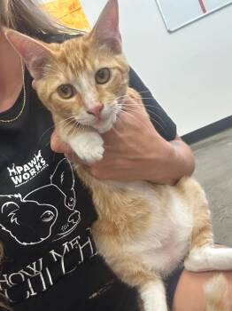 Wiley -  Domestic Short Hair Cat for Adoption in Thousand Oaks, California - Wiley | PetCurious
