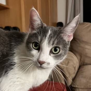 Betsy -  Domestic Short Hair Cat Available for Adoption - Betsy | PetCurious