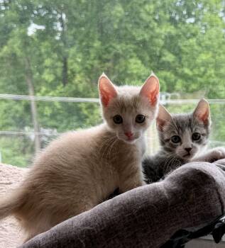 Domestic Short Hair Cats Available for Adoption in Fairfax, Virginia - Sugar And Sterling | PetCurious