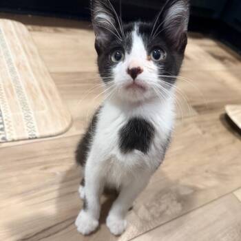 Panda -  Domestic Short Hair Cat for Adoption in Kansas City, Missouri - Panda | PetCurious