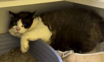 Hopper -  Domestic Short Hair Cat for Adoption in Osseo, Michigan - Hopper | PetCurious