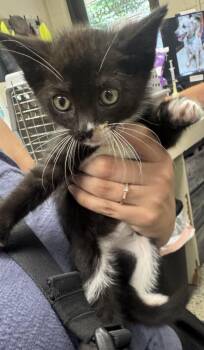 Terry -  Domestic Short Hair Cat for Adoption in Saint Clairsville, Ohio - Terry | PetCurious