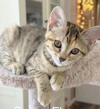 Sunny Flower -  Domestic Short Hair Cat for Adoption in Eugene, Oregon - Sunny Flower | PetCurious