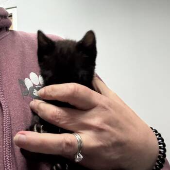 Boinga 5572 -  Domestic Short Hair Cat for Adoption in Columbus, Georgia - Boinga 5572 | PetCurious