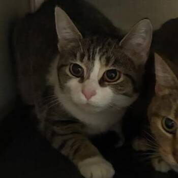 Domestic Short Hair Cats Available for Adoption in Jeffersonville, Indiana - Charlene | PetCurious