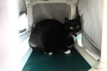 Tigrr -  Domestic Medium Hair Cat for Adoption in Mccall, Idaho - Tigrr | PetCurious